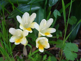 spring flowers blooming