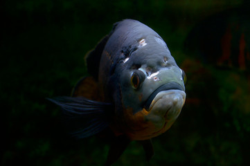 Рыба в аквариуме с очень странной расцветкой и причудливым ртом.