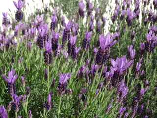 purple lavender blooming in the spring