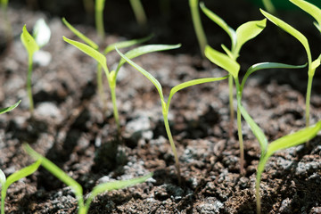 Young plants peppers in hotbed close up