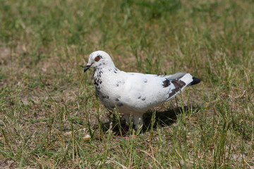 Pigeon