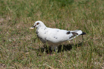 Pigeon