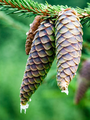 closeup of beautiful pine cones with blur background