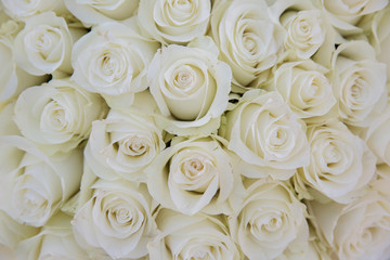 Obraz na płótnie Canvas Bright creame roses background