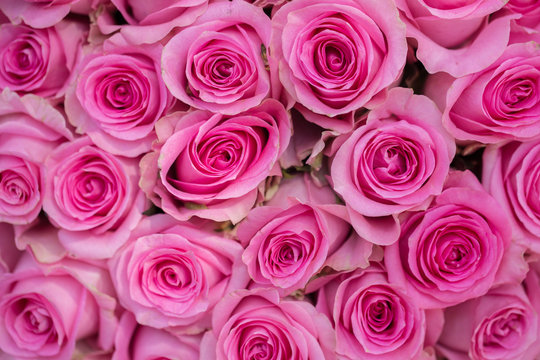 Bright pink roses background