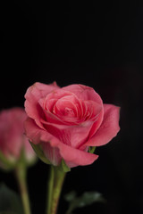Fototapeta premium Roses on black background