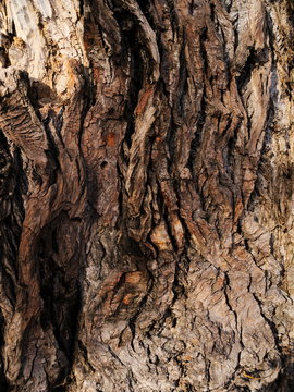 Tree - bark