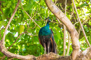 Fototapeta premium Indian Peacock (Pavo cristatus) sitting on the tree at a bird park in Kuala Lumpur, Malaysia