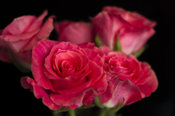pink roses on plack background