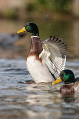 Mallard, Duck, Anas platyrhynchos