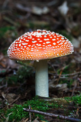 Amanita muscaria mushroom in a forest
