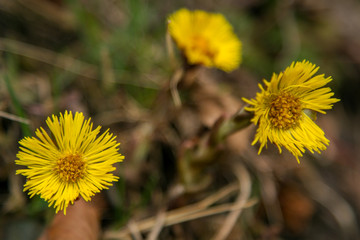 Tussilago farfara