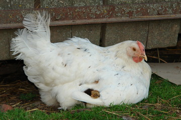 The chicken sits, covers the sleeping chicken with a wing