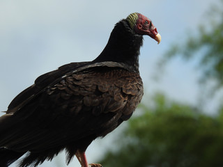 animais na fazenda