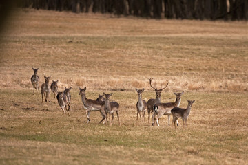 fallow deer, dama dama, czech republic
