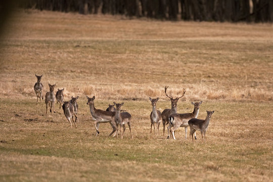 Fototapeta fallow deer, dama dama, czech republic