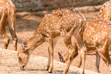 deer