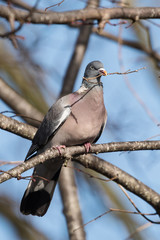 Common Wood Pigeon, Wood Pigeon, Columba palumbus