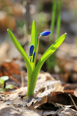 scilla bifolia flowers