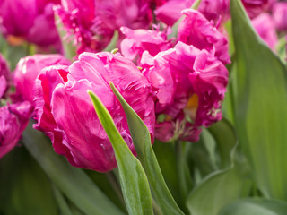 Obraz premium Весенние тюльпаны.Spring tulips