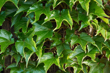 Ivy (Latin - Hédera), a genus of plants of the family Araliaceae. Texture, background