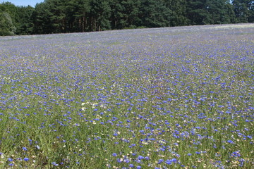 Fototapeta premium Mohnblumenfeld