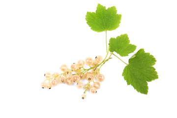 white currant with leaves isolated on white background