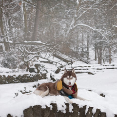 Fototapeta na wymiar Siberian Husky puppy dog wearing red, yellow, brown scarf sitting on snow. Winter in downtown city park, selective focus, toned.