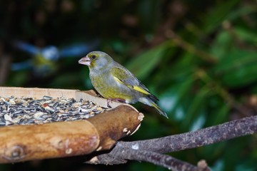 Grünfink (Carduelis chloris)