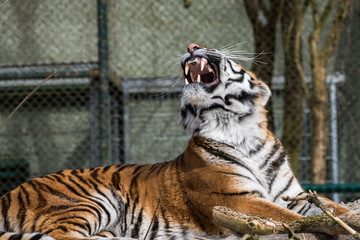 Tiger - Panthera tigris
