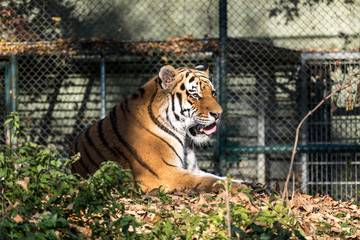 Tiger - Panthera tigris