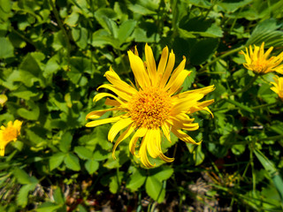 Dandelions in the meadow