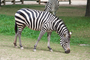 Fototapeta na wymiar A Zebra eating