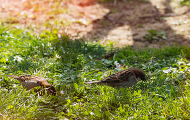 Passero Domestico