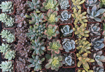 Water tolerant plants. 