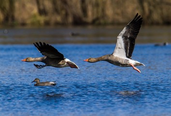 Graugänse  im Flug