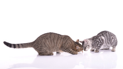 Zwei junge Katzen beim Füttern 