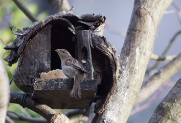 Passero Domestico