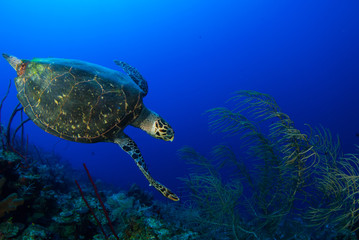 Fototapeta na wymiar An hawksbill turtle enjoys swimming arounr the reef in the deep blue warm water of the caribbean sea. The shot was taken in Grand Cayman which is home to many creatures like this.