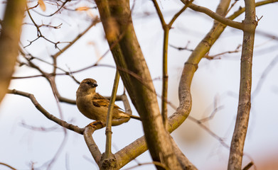 Passero Domestico