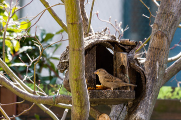 Passero Domestico