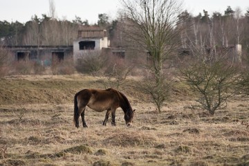 Exmoor pony in the grazing or pasture land in Czech Republic. Horses are living like wild animals in abadoned military area close to Prague. Picture is taken in early spring, cold wather at the sunset