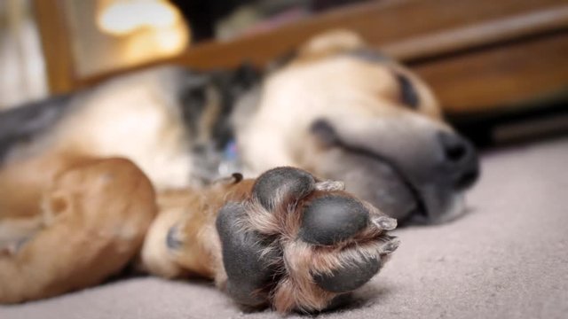 Beagle puppy naps on carpet floor in Living Room