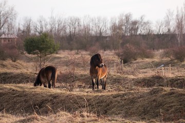 Exmoor ponies in the grazing land in Czech Republic. Wild horses at sunset in early spring.  Exmoor pony is a horse breed native to the British Isles, where some still roam as semi-feral livestock