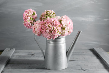 pink persian buttercup flowers. Curly peony ranunculus in Metallic gray vintage watering can, copy space.