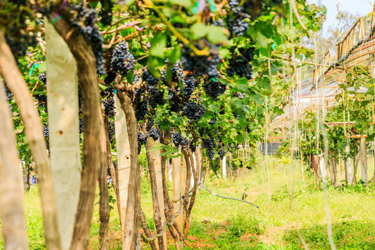  large bunches of red wine grapes hang from a vine, warm background color.