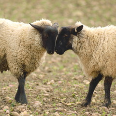 Obraz premium Sheep on a farmland in Devon