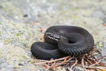 Kreuzotter - Vipera berus