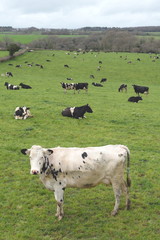 Herd of cows on a farmland in Devon