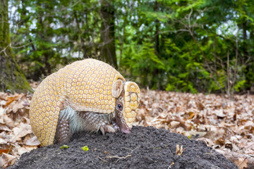 Amradillo in a forest